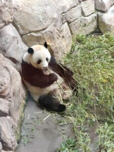 Rêve d'inès- Zoo de Beauval-mai2026-Galaderêves