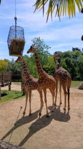 Rêve d'inès- Zoo de Beauval-mai2026-Galaderêves